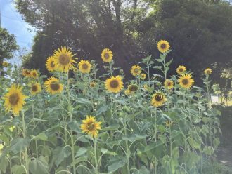 公園だより最新投稿写真