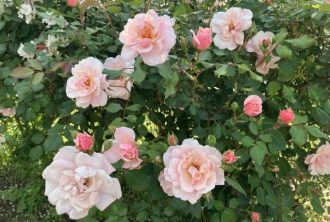 公園だより最新投稿写真