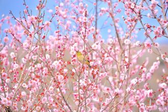 主催イベント：【申込受付中・Web申込有】2月28日（土曜日）スマイルウォーキング＆梅の花めぐりツアー開催の画像