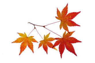 主催イベント：【開催予定】絵本”おちばのほん”とコラボ　岡村公園の落ち葉・紅葉紹介展示の画像