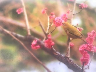 主催イベント：開催中「梅と桜～春の訪れ写真展」の画像