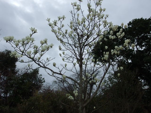 150319-hakumokuren-01
