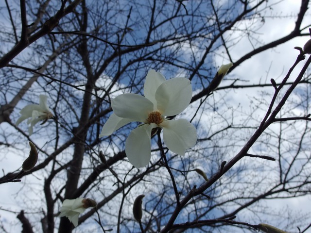 150319-kobusi-01