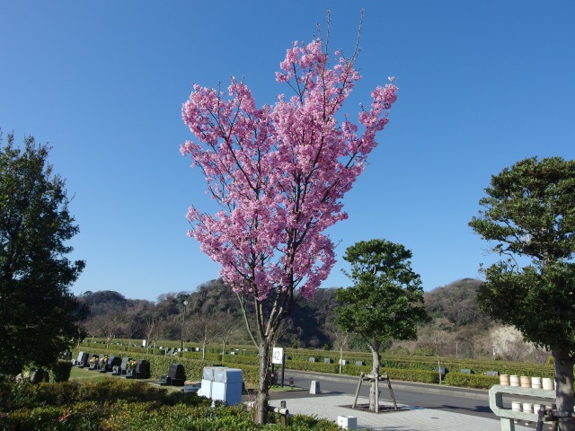 150327-sakura-01 (1)