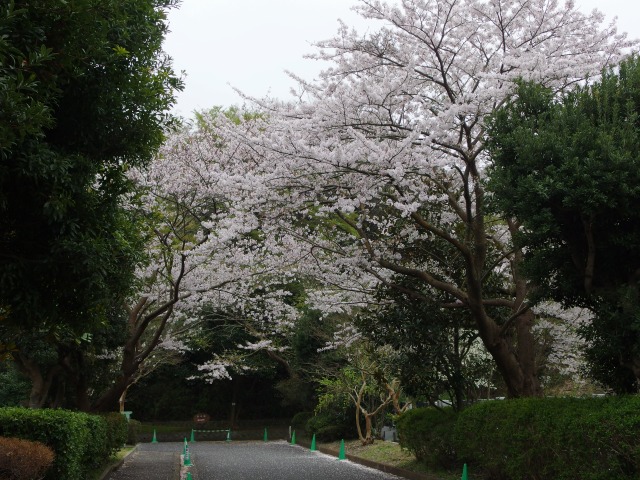 150403-sakura-01