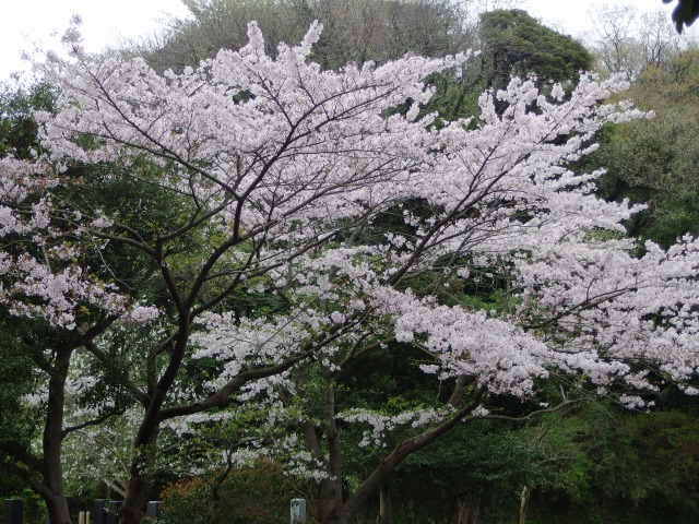 150403-sakura-02
