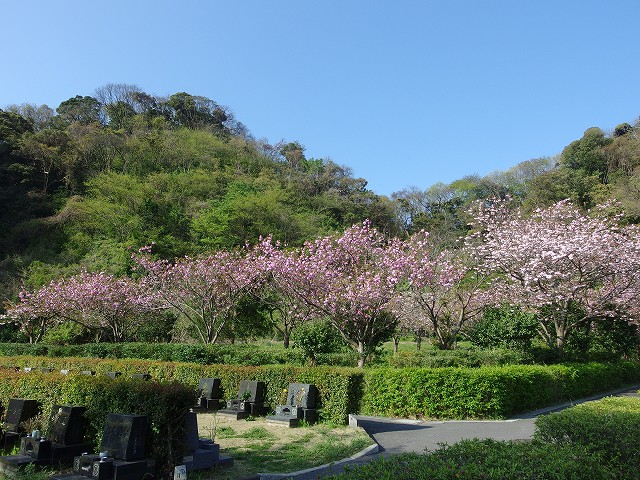 150417-yaezakura-01