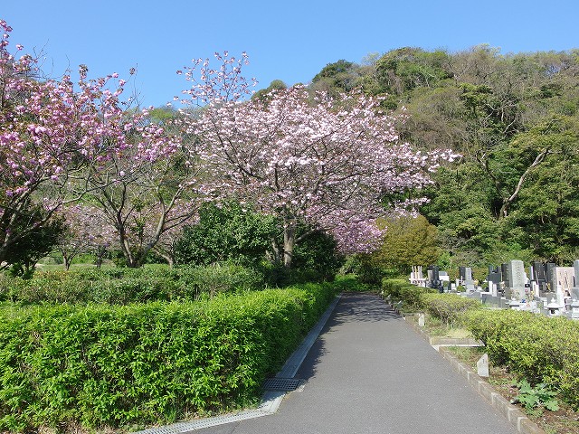 150417-yaezakura-02