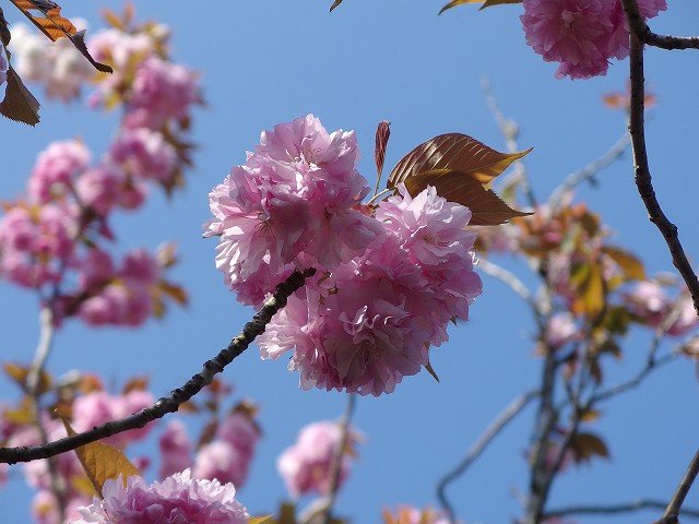 150417-yaezakura-03