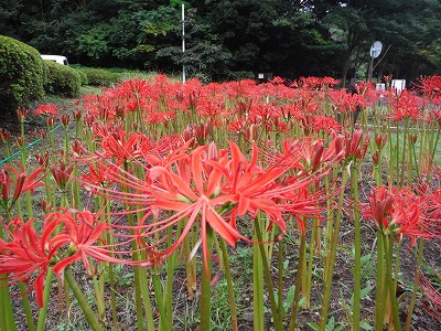 1509_higanbana (1)