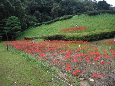 1509_higanbana (3)