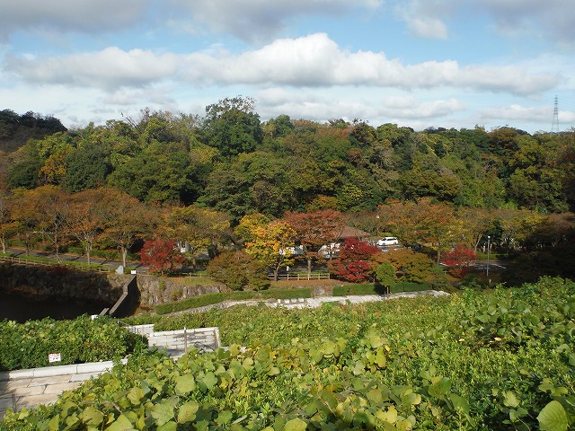 1511-momiji (1)