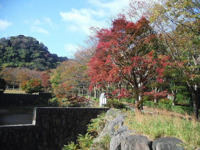 1511-momiji (2)