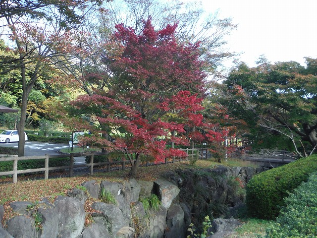 1511-momiji (3)
