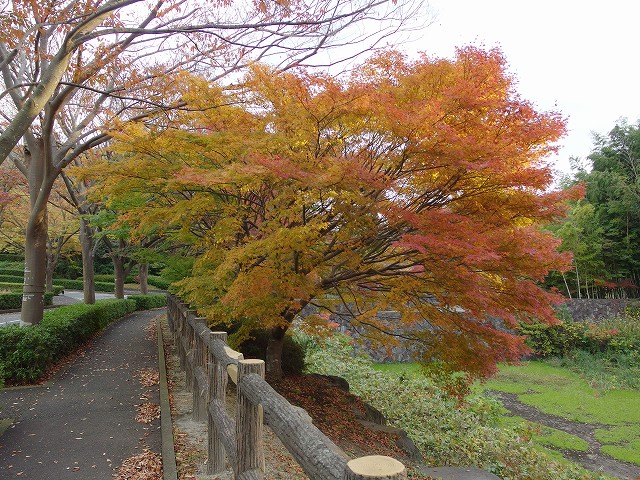1512-momiji (1)