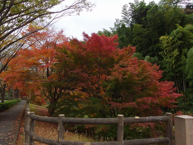1512-momiji (4)