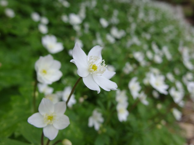 1604-nirinsou-3