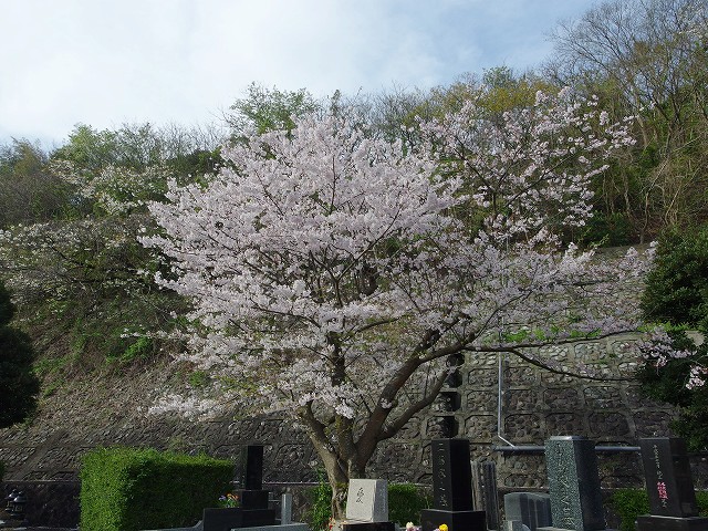 1604-sakura-2