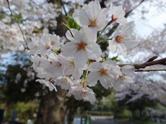1604-sakura-3