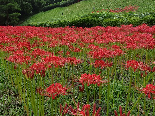 1609-higanbana-1