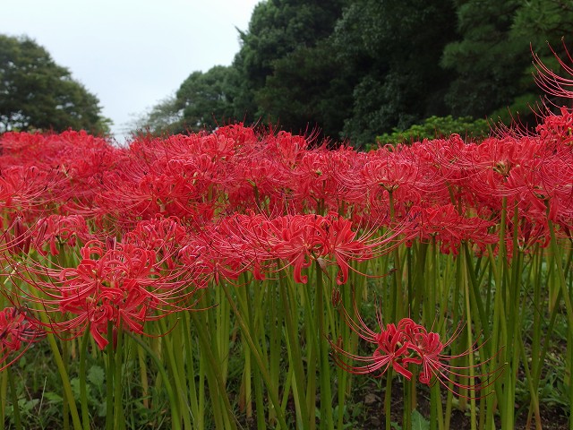 1609-higanbana-2