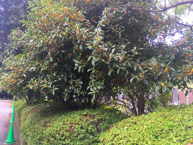 17-kinnmokusei-2