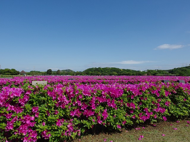 2016-tutuji2
