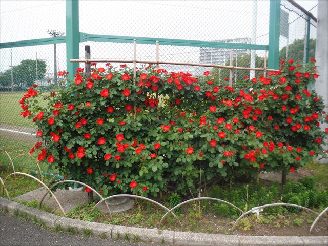 dscf1521_r