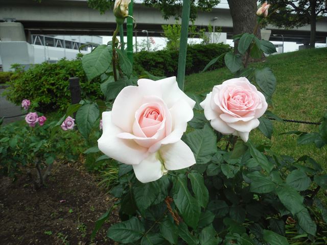 dscf1522_r