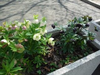 DSCF4556