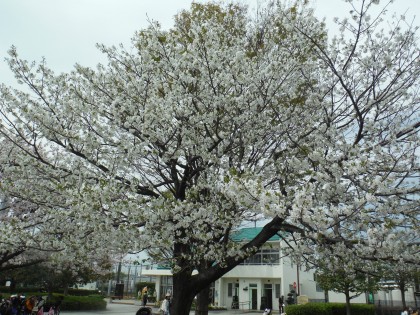 DSCF4620