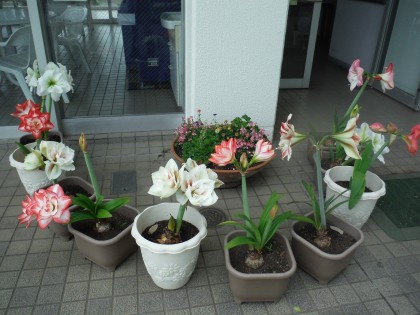 DSCF4781