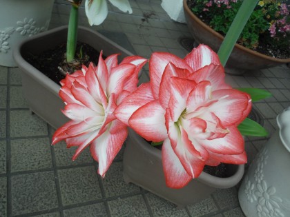 DSCF4782