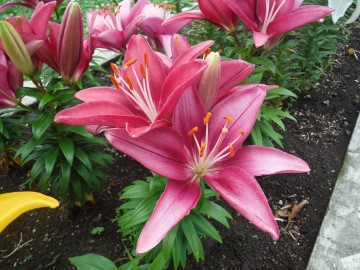 DSCF5145