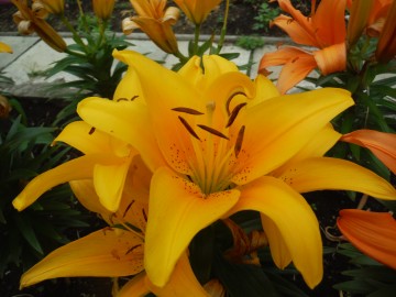 DSCF5147