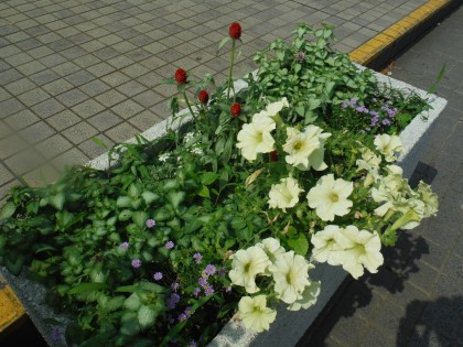 DSCF5806