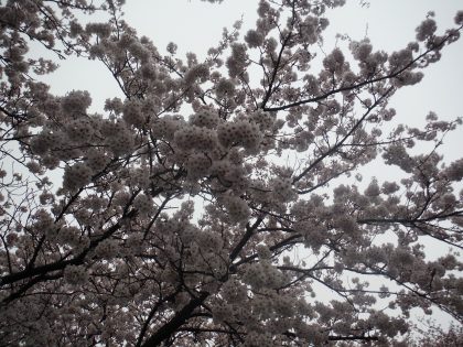 dscf8510