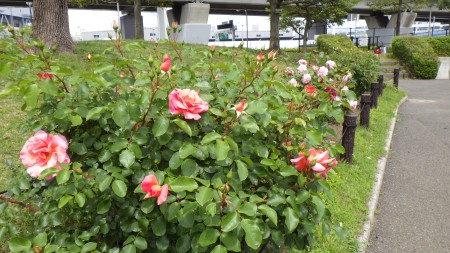 RIMG0211