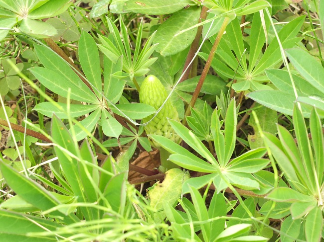 DSCF2583