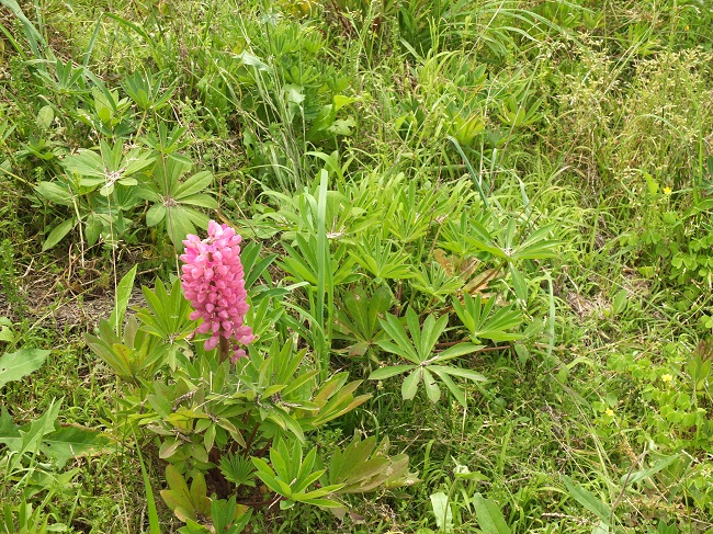 DSCF3145