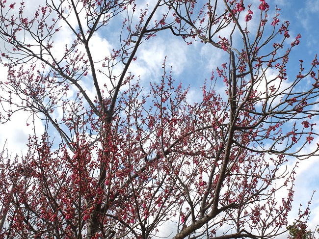 dscf8011