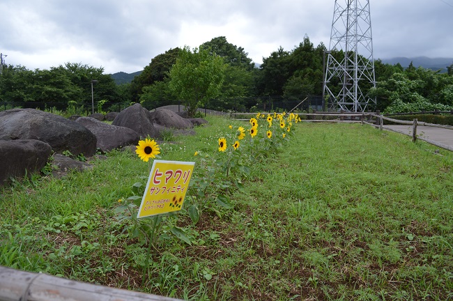 ヒマワリ今