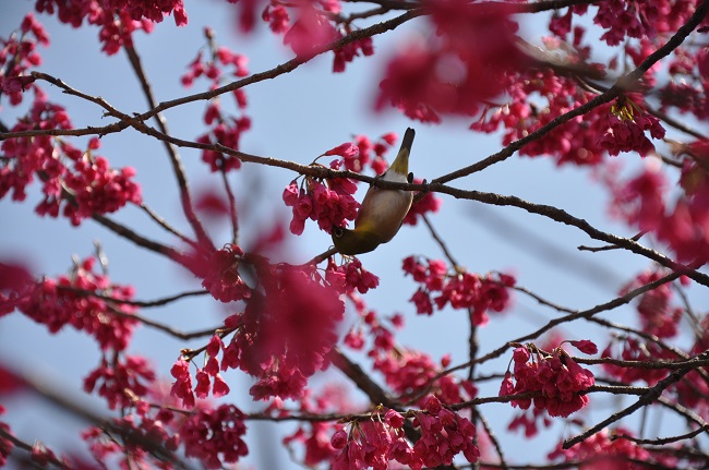 dsc_0906-5
