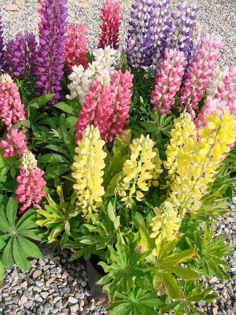 Lupinus Mini Gallery Mix