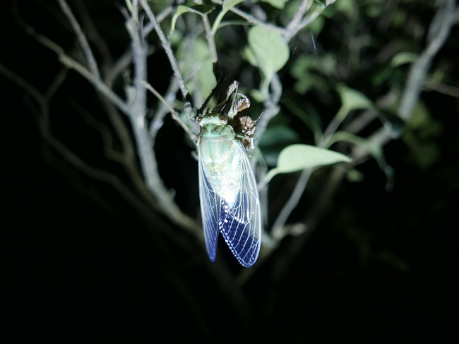 p1010667