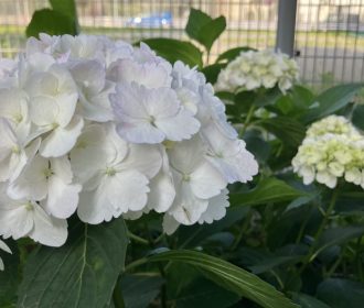公園だより最新投稿写真
