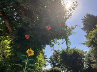 公園だより最新投稿写真