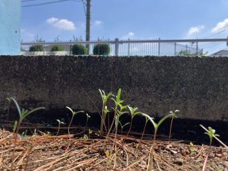 公園だより最新投稿写真