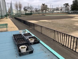 公園だより最新投稿写真