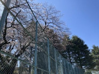 公園だより最新投稿写真